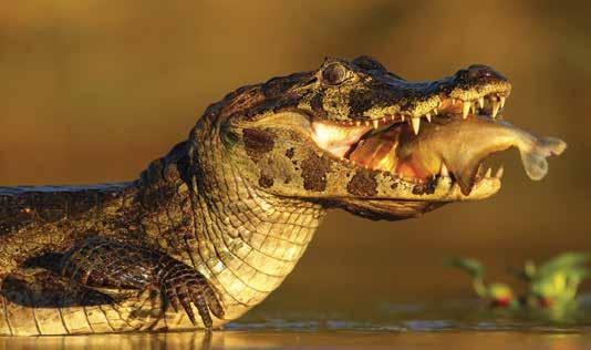 BRAZIL NORTHERN PANTANAL Caiman in the Northern Pantanal Shutterstock NORTHERN PANTANAL 4 days/3 nights Departs ex Cuiabá Return transfers to and from lodge, 3 nights full board accommodation