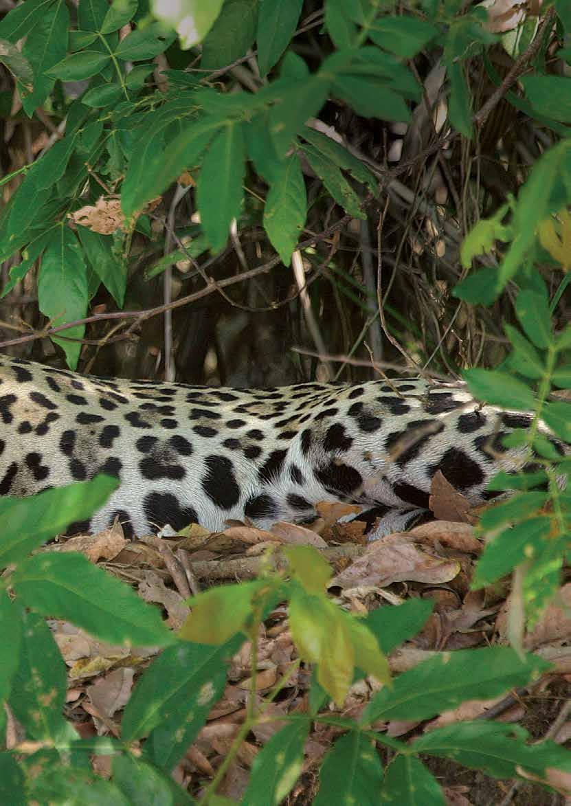 Beautiful Br azil As an avid wildlife photographer, the focus of my trip was to encounter and photograph a jaguar. Incredibly, I saw not just one, but six jaguar in our time there!