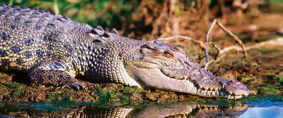30pm approximately Cruise on the Adelaide River Get up-close to the prehistoric crocs Watch them jump for their food Window on the Wetlands Visitor Centre Visit Fogg Dam Conservation Reserve aatkings.