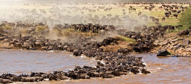 (FB) Day 6: MAASAI MARA GAME RESERVE (FULL DAY): This full day is spent in exploring this unique Reserve, with an optional visit to a Maasai village to witness Maasai culture and dancing, or take a