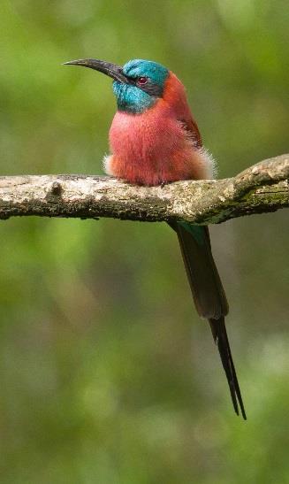 Tour Itinerary Selous & Ruaha - Undiscovered Tanzania Northern Carmine Bee-eater The Selous is a vast wildlife reserve clothed in a mix of grassland, woodland and bush, and bisected by the meandering