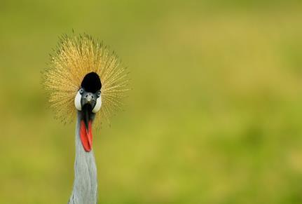 Selous & Ruaha - Undiscovered Tanzania Tour Itinerary Grey Crowned Crane the game viewing here is even better than in its larger neighbour!