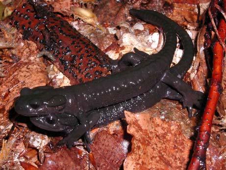 Both our and KLETEČKI (1990) findings enabled us to identify the smallest probable area of distribution for Alpine salamander in the Nature Park (Figure 1b).