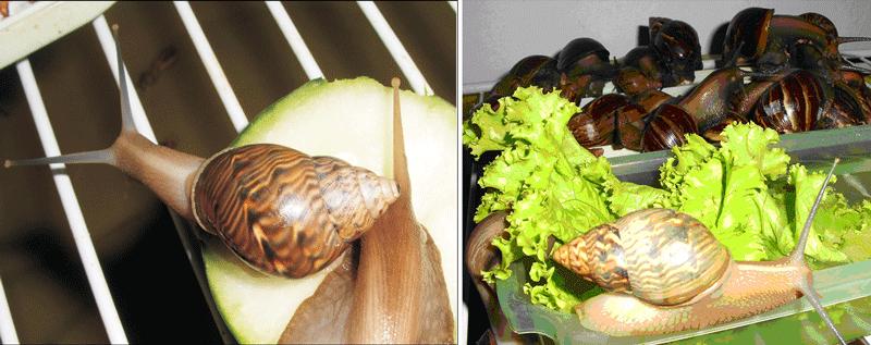 Photo 4: Florestal native snails Orthalicus cf.