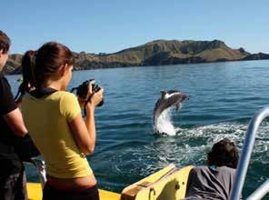 Includes: Cruising among the 144 islands with skipper s commentary Viewing marine mammals (dolpins, whales or orcas) on over 90% of our trips with a lifetime viewing guarantee A visit to the iconic