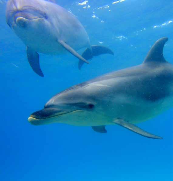.6 Unique Experiences in Amazing Places DOLPHIN DISCOVERY