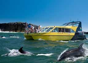 Includes: Cruising picturesque islands while searching for dolphins with a lifetime viewing guarantee Mask, snorkel, fins and a wetsuit A shower available onboard Travel on our black