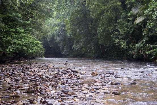 Figure 5. Sungai Tanum, view of habitat upstream from sighting location. Figure 6. Sungai Tanum, view of habitat downstream from sighting location.