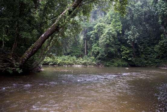 For many years recreational fishing was allowed within Taman Negara, to the detriment of fish stocks: this was banned some years ago and a reintroduction program was started