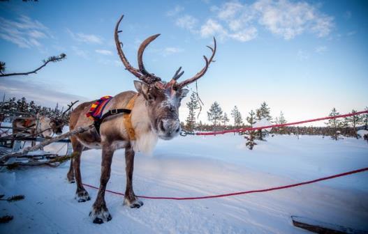 DAY 6 Lapland-Onward You will be transfer to the airport for your