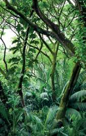 bảo tồn trữ lượng các-bon rừng; và 5. nâng cao trữ lượng các-bon rừng.
