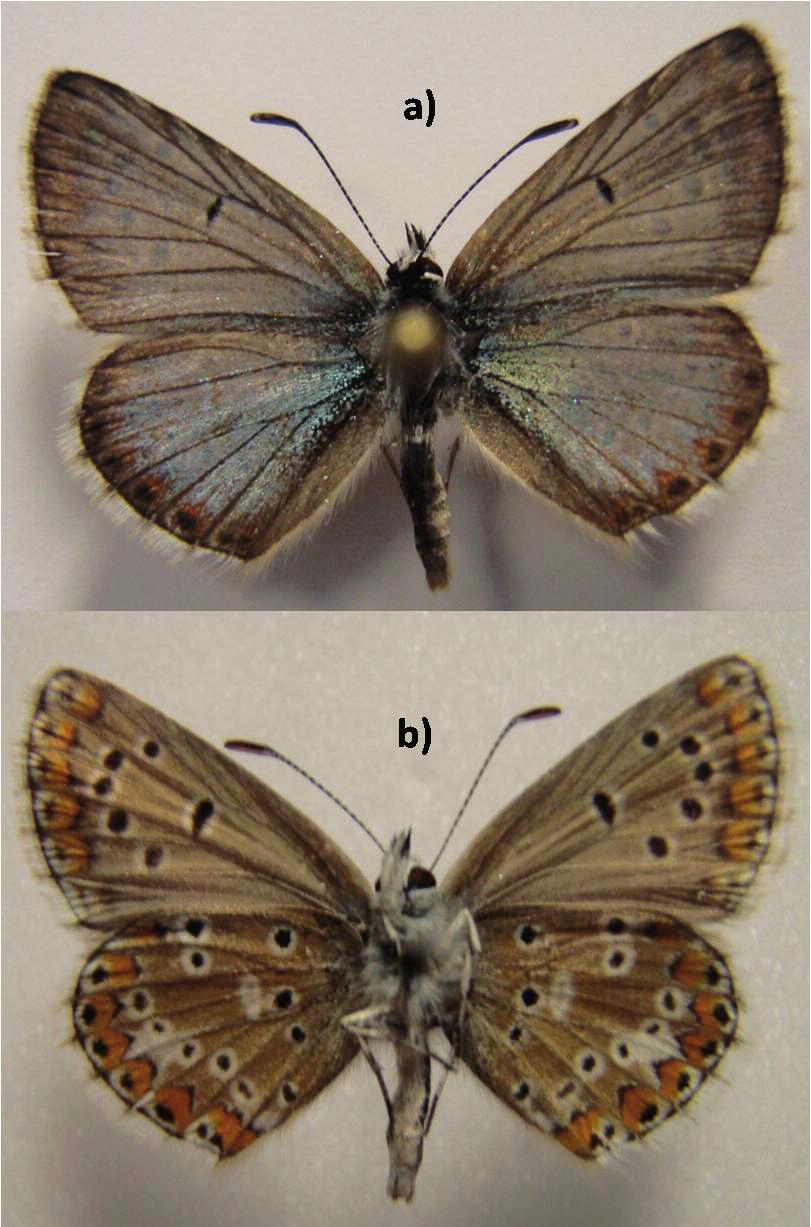 Acta entomologica slovenica, 20 (2), 2012 Fig. 3: Male specimen of A. anteros from Snijeænica Mt. (a. upperside, b. underside). Aricia artaxerxes (Fabricius, 1793) ssp.