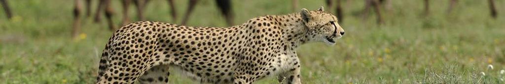 DAY FIVE SERENGETI NATIONAL PARK Remain close to camp with morning and afternoon game drives. The area around Sanctuary Kusini is famed for its cheetah.