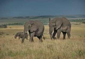 Tuesday, December 5 to Wednesday, December 6 Serengeti South Olakira Camp Enjoy game drives in the Serengeti.