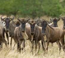 gazelle join the wildebeest s trek for fresh grazing.