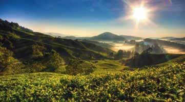 Regional Malaysia. Cameron Highlands As the largest tea-growing region in Malaysia, the Cameron Highlands is home to vast plantations, attracting tea enthusiasts from around the world.