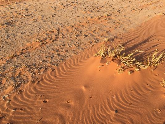 In 1859 a botanist searching the Namib Desert found, what he later described as the world s strangest plant.