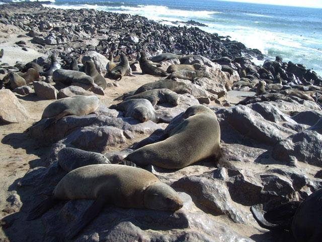 Cape Cross Seal Colony (approx 5 hrs min 3 persons) In 1486, Diego Cao landed on the coast of Namibia at Cape Cross.