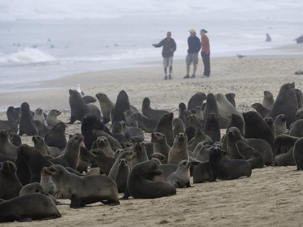 But that s not all - Cape Cross is one of the largest breeding seal colonies in southern Africa, fluctuating in numbers of about between 80,000 300,000 seals.
