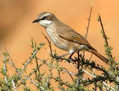 The Double banded Courser, Dusky Sunbird, Rose faced Lovebird, Yellow bellied Eremomela, Black headed Canary, Mountain Chat