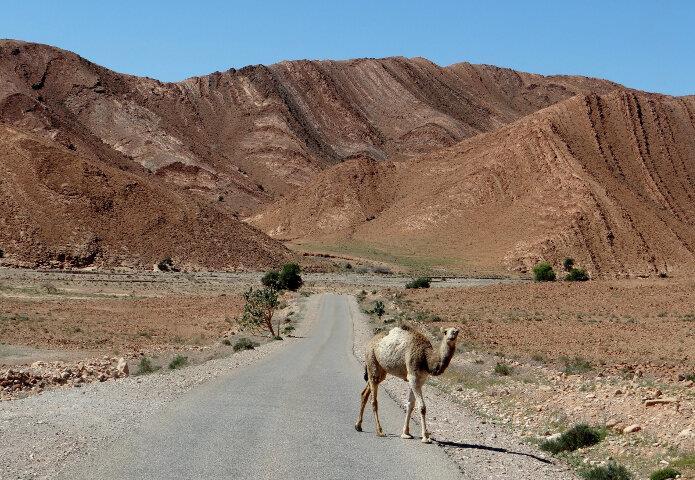 A camel eyeing us up in the Anti-Atlas Mountains The Climate Around the southern Atlantic coastal town of Agadir the campsites are packed in the winter with thousands of motorhomes.