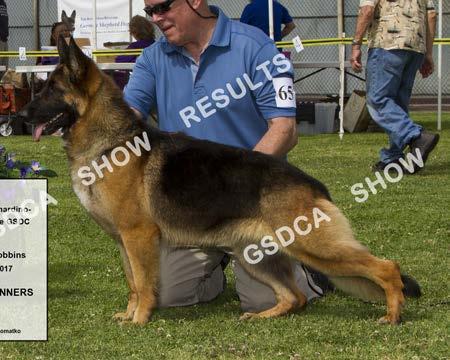 SAT AM: 1 st SAT PM: 2 nd SUN: n/e SOMERSET ROSE S CORONA FOR ME OF HI-DESERT DN338835/06 4/24/12 Breeder: Roxann Labra & Laura Sommers By: CH Laslar s League of His Own of Somerset Rose X Jogra s