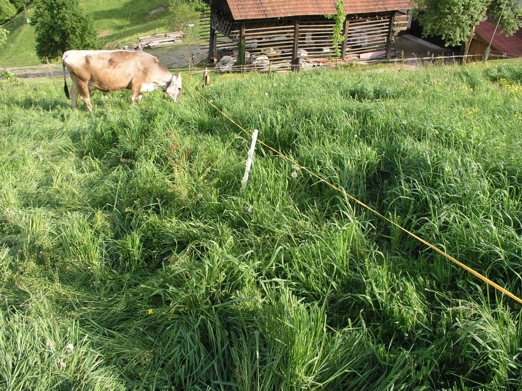 Pernišek B. Vodenje prehrane krav molznic na paši. 14 Slika 4: Višina travne ruše na pašniku (april) (foto: Pernišek B.