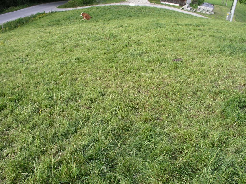 Pernišek B. Vodenje prehrane krav molznic na paši. 21 Slika 6: Ostanki trav na popašeni površini (foto: Pernišek B., 2008). 2.5.
