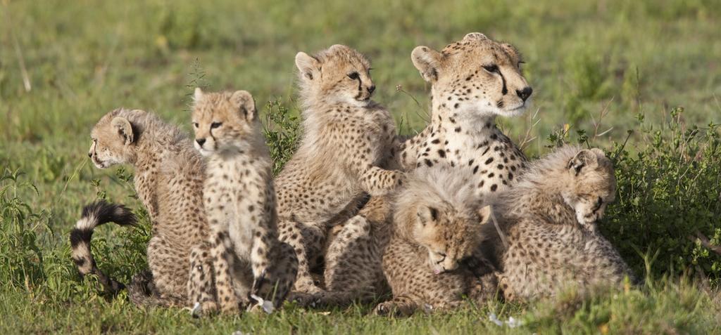 The southern Serengeti plains hold cheetah with frisky cubs and leopards hunting along the river corridors.