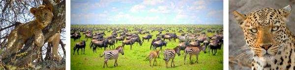 Nearly 500 species of birds and 35 species of large plains animals can be found in the Serengeti. The park may contain as many as 1.