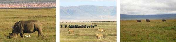 Ngorongoro Crater is about 12 miles wide and its rim rises 1,200-1,600 feet off of its expansive 102- square-mile floor.