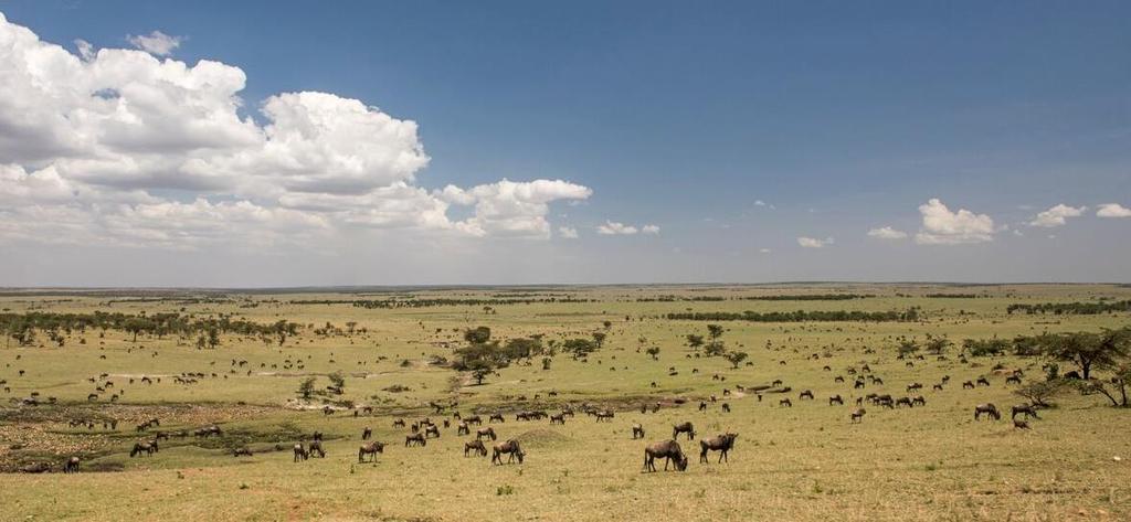 Today, it is the migration for which the Serengeti is most famous.