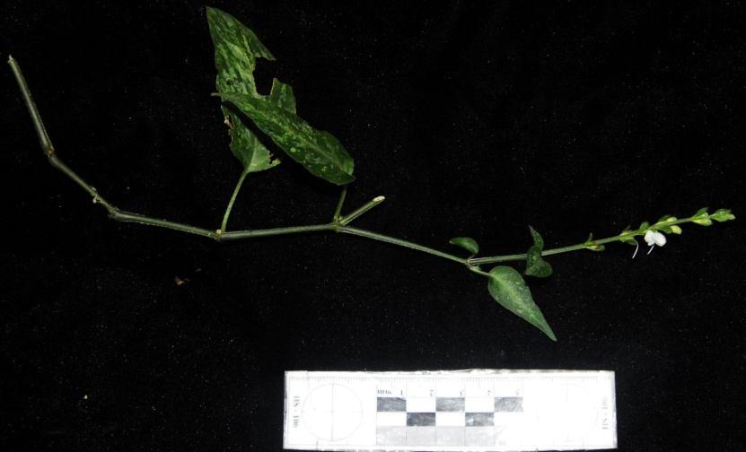 Loài Thích năm thùy - Acer oliverianum Pax in Hook - Mô tả: Cây gỗ nhỏ, nhánh nâu tia tía, có ít vảy nhỏ.