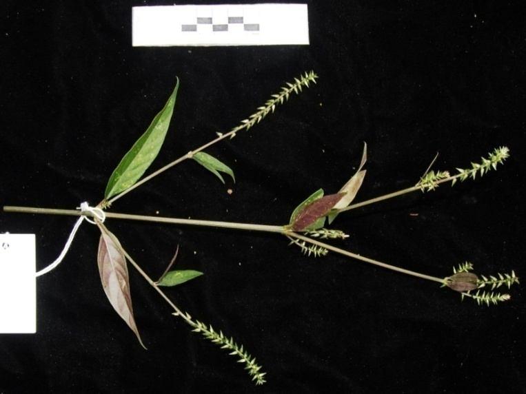 Họ Rau Dền - Amaranthaceae 11. Loài Cỏ sướt lá dài - Achyranthes bidentata var. longifolia Mak - Mô tả: Cỏ nhiều năm.
