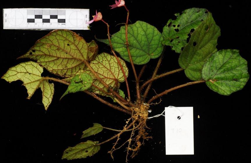 Họ Thu Hải Đường - Begoniaceae 15. Loài Thu hải đường - Begonia semicava Irmsch. Sec. Phamh. - Mô tả: Cỏ có thân ngắn, cao 2-3 cm, có vảy và rễ sái vị.