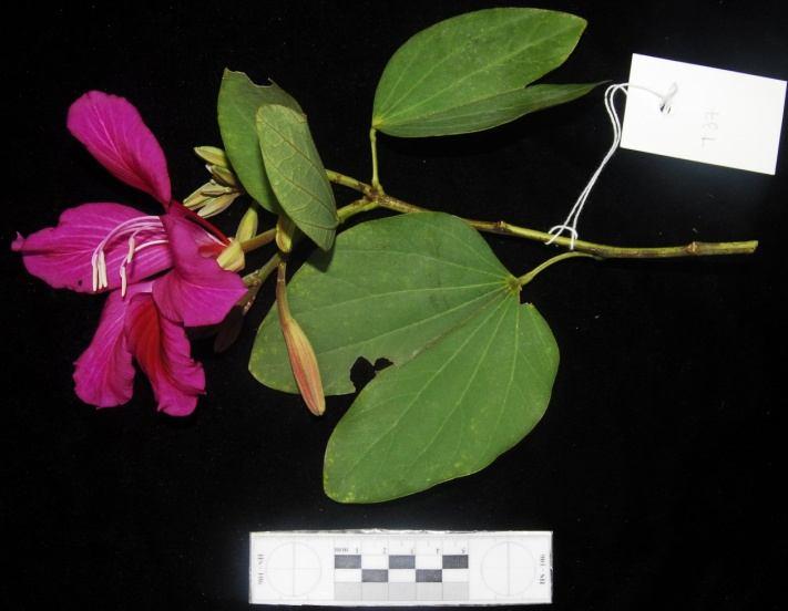 Họ Vang - Caesalpiniaceae 17. Loài Móng bò tím - Bauhinia purpurea L. - Mô tả: Cụm hoa to, ít hoa. Hoa to, thơm thơm, có màu đỏ tươi, đẹp, đài hình tàu, tiểu nhị thụ 3-4, lép 6-5, noãn sào có lông.
