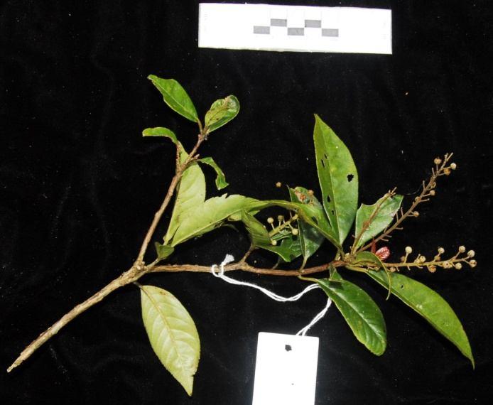 Họ Đỗ Quyên - Ericaceae 21. Loài Cà di gân đỏ - Lyonia ovalifolia var. rubrovenia (Merr.) Judd - Mô tả: Cây gỗ nhỏ, nhánh non có lông mịn trắng.