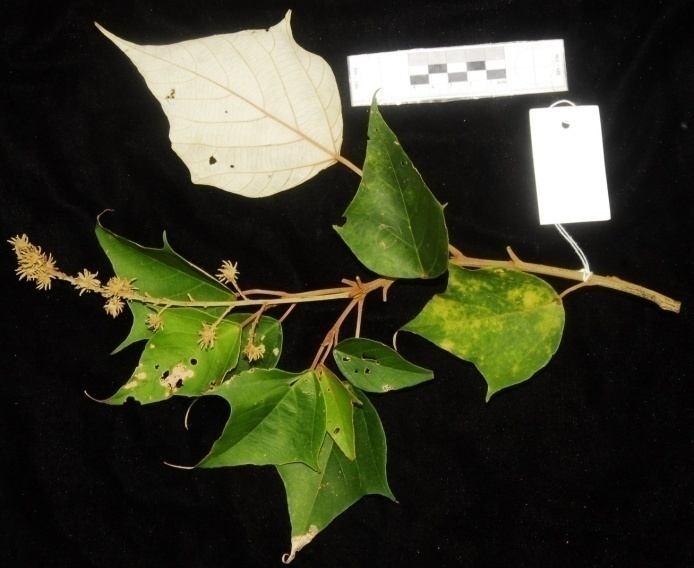 23. Loài Bục bạc - Mallotus paniculatus (Lamk.) Muel.-Arg. - Mô tả: Cây gỗ nhỏ hay lớn đến 20 m.