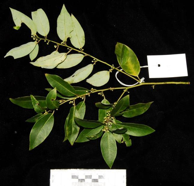 Họ Long Não - Lauraceae 27. Loài Màng tang - Litsea cubeba (Lour.) Pers. - Mô tả: Cây gỗ nhỏ vào 10 m, nhánh non đầy lông đen.