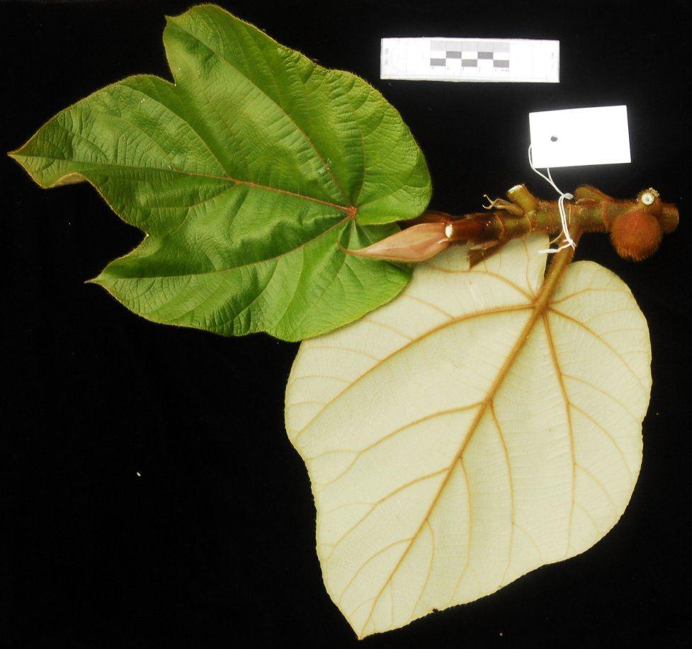 Họ Dâu Tằm - Moraceae 31. Loài Ngái vàng - Ficus fulva Reinw. ex Blume - Mô tả: Cây gỗ nhỏ, không phụ sinh lúc nhỏ, cành đầy lông phún, vàng.