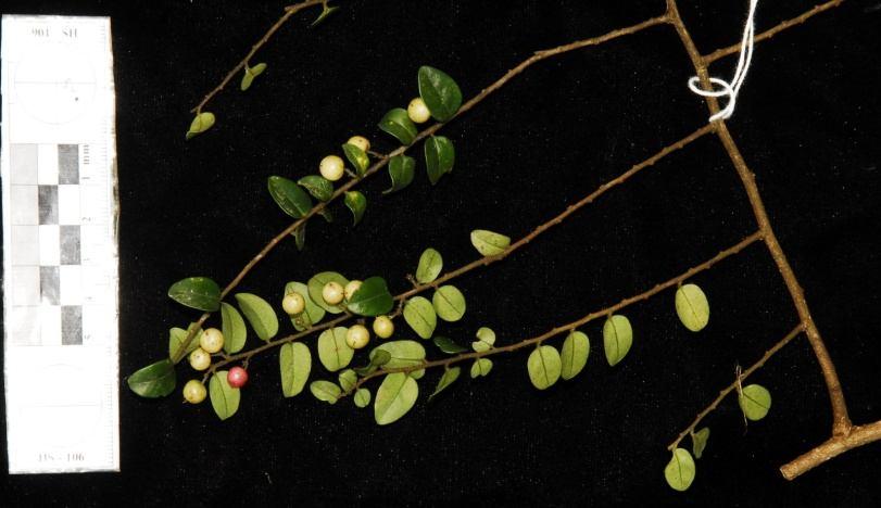 Họ Đơn Nem - Myrsinaceae 33. Loài Thiên lý hương - Embelia parviflora Wall. ex A. DC. - Mô tả: Dây leo, nhánh trong một mặt phẳng, có lông nâu đỏ.