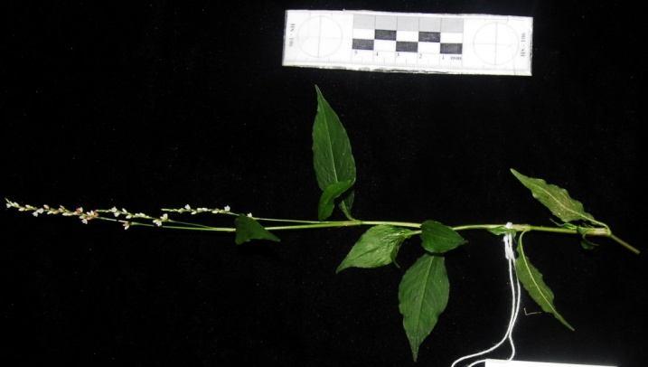 Họ Rau răm Polygonaceae 37. Loài Nghể gié mảnh - Polygonum leptoscachyum Bruyn - Mô tả: Cỏ đa niên, cao 50-80 cm.