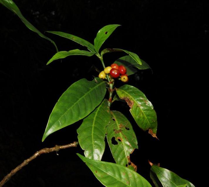 Họ Cà phê - Rubiaceae 39. Loài Trang henry - Ixora henryi Levl. - Mô tả: Bụi không lông; cành non dẹp dẹp.
