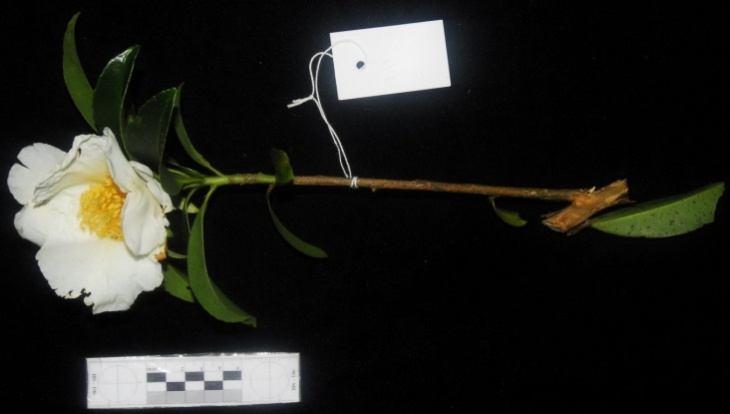 Họ Chè - Theaceae 45. Loài Gò đồng nách - Gordonia axillaris (Roxb.) Endl. - Mô tả: Cây gỗ cao 8 m, nhánh to, vỏ nứt dọc.