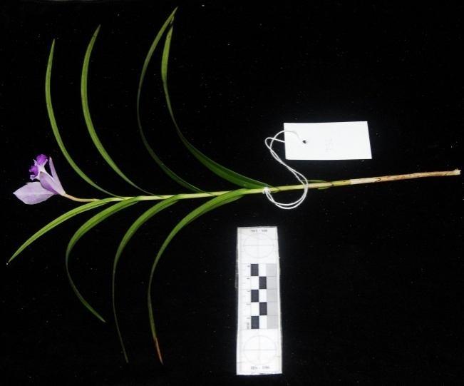 49. Loài Trai nhật - Murdannia japonica (Thunb.) Faden - Mô tả: Cỏ khá to, cao đến 70 cm. Rễ bó và phù thành củ. Lá có phiến bầu dục. Lá trên to 3-14 2-4 cm, đáy tròn tròn.