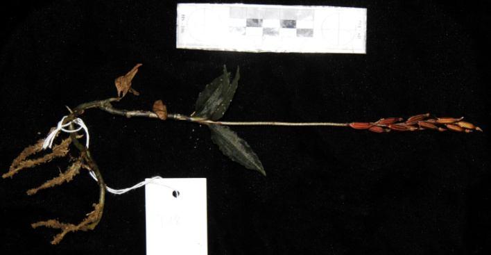 51. Loài Thơ sinh lá nhỏ - Zeuxine parvifolia (Rendl.) Seid. - Mô tả: Địa lan, có thân nằm rồi đứng, cao đến 30 cm, thân to 4 mm, lóng dài 2-3 cm.