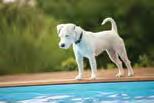 SUPERIOR POOL PROTECTION FOR CHILDREN, PETS, CRITTERS, AND DEBRIS. [ ] You love your pool and the backyard memories it creates.