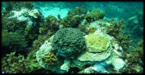 FALMOUTH CONT D THE DREDGING CONTRACTOR RESPONSIBILITY INCLUDED Environmental Management Plan Coral Relocation and