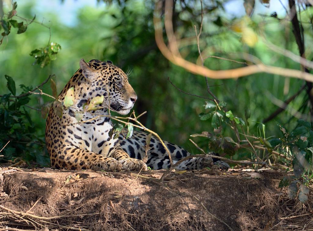 BRAZIL: WILDLIFE PHOTOGRAPHY 2018 Brazil: Wildlife Photography ITINERARY OUTLINE An expedition in search of the elusive jaguar with Ossian Lindholm Daily Itinerary / Page 3-6 The Pantanal, one of the