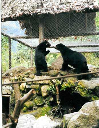 The Andean Bears at Inkaterra Machu Picchu Hotel In recent decades, agricultural development and the growth of the human population in South America s Andes